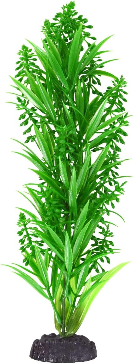 Underwater Treasures Green Tip Kelp