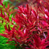 1 5 7 H'ra Red Rotala Rrotundifolia Aquarium Plants Live, Bundle Rotala Aquatic Plants, No Root, to Stems, Live