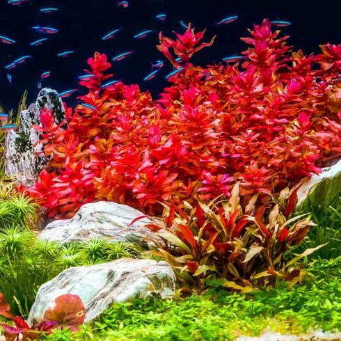 Generic 15 Red Ludwigia Repens Leaf Live Aquarium Plants Stem Bunch for Planting