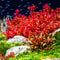 Generic 15 Red Ludwigia Repens Leaf Live Aquarium Plants Stem Bunch for Planting