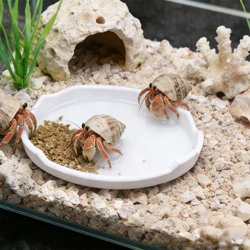 DQITJ 2 Pcs Snail Water and Food Bowl Hermit Crab Feeding Dish for Snail Crab Millipede Cricket Tarantula Insect