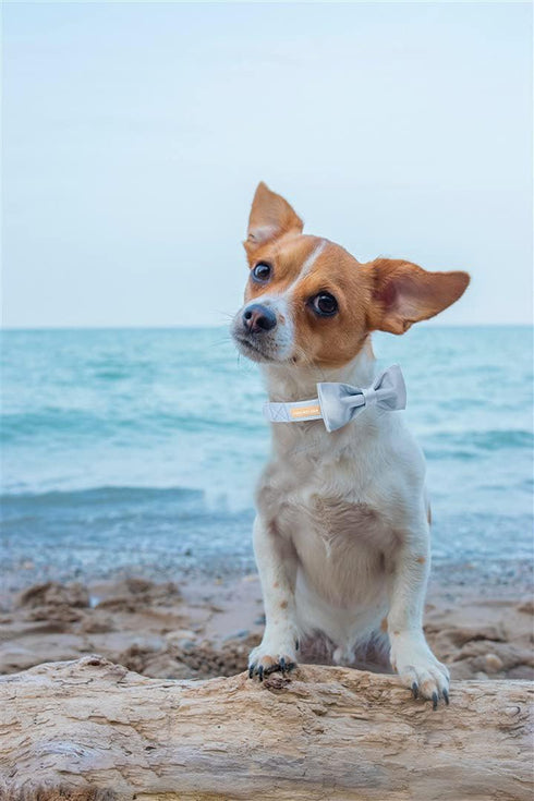 Unique Style Paws Dog Collar, Blue Silk Collar with Bow, Soft Bowtie Adjustable Pet Collar Gift for X-Large Female or
