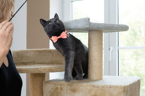 2 PCS Breakaway Cat Collar with Bow Tie and Bell, Golden Moon Glowing Star in The Dark for Kitten