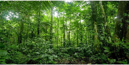 AWERT 48x24 inches Tropical Aquarium Background with Green Huge Tree for Reptile Habitat