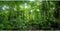AWERT 48x24 inches Tropical Aquarium Background with Green Huge Tree for Reptile Habitat