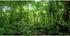 AWERT 48x24 inches Tropical Aquarium Background with Green Huge Tree for Reptile Habitat