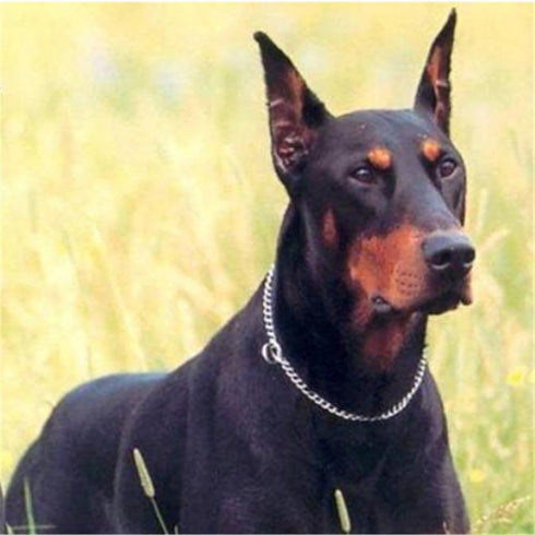Stainless Steel P Chock Metal Chain Training Dog Pet Collars Necklace for Small Medium Large Dogs, 50cm