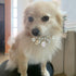 1Pc Pink Medium Dog Pearl Collar, Cute Bow Necklace, Pet Accessories for Dog Cat Collars, Harnesses and Leashes (M)