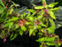 Live Aquarium Plants - Red Flame Sword, Alternanthera Reineckii & Red Tiger Lotus Bundle - Easy Freshwater Plants