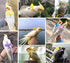 Birds Adjustable Harness and Leash, Parrot Outdoor Flying Training Traction Rope Straps with Cute Wing for Small Animal