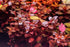 Big Kahuna Aquatics 4 Red Aquarium Plants Rotala Ludwigia Super Wendtii Red Tiger Lotus Tropical Freshwater Live