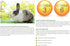 Selective Naturals Garden Sticks Pea & Mint for Rabbits, 2.1-Ounce