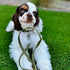 Blueberry Pet Essentials Military Green Dog Leash - 5' * 5/8" Heavy Duty Nylon Lead