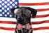 Elegant Little Tail Independence Day Dog Collar, July 4th American Flag Bowtie Collar for Small Dogs, Holiday Pet Gift