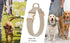 Soft Corduroy Dog Collar - High Grade Metal Buckle for Small Dogs (White, Small: 10-15")
