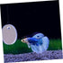 1 Set Acrylic Betta Training Mirror, Double Sided Round Mirror for Fish Aquarium Decoration and Training