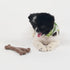 SPOT Bam-Bones Wishbone Dog Chew - Durable Bamboo Fiber Toy for Light to Moderate Chewers, 5.25in, Bacon Flavor