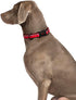 HALTI Comfort Collar - Nylon and Neoprene-Padded Dog Collar, Reflective, Easy to Fit, Large Dogs (Size L, Purple)