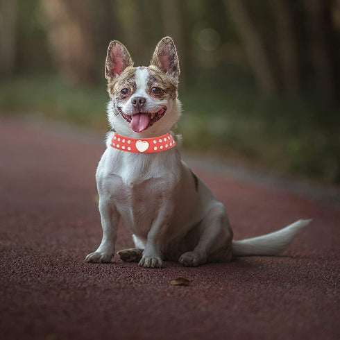 Cute 2 Rows Rhinestone Bling Heart Studded Leather Dog Collar for Small or Medium Dogs, Red, Small