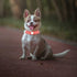 Cute 2 Rows Rhinestone Bling Heart Studded Leather Dog Collar for Small or Medium Dogs, Red, Small
