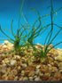 Crinum Calamistratum Live Aquarium Plant for Betta Fish - Easy to Grow