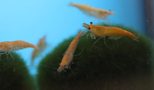 Generic 6 Family of Orange Sunkist Live Shrimp for Aquarium or Fish Tank