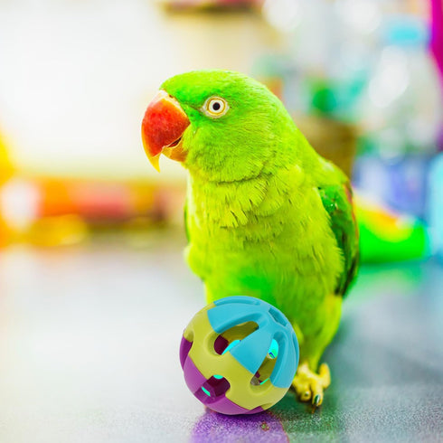 Hypeety Pet Parrot Toy - Colorful Plastic Birds Ball with Bell for Budgie, Cockatoo, Rabbit, Cat (1PC Color Random)