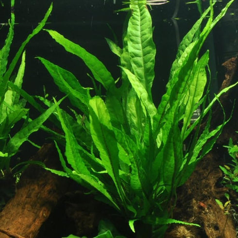 3 1 2-Day X Java Fern | Microsorum Pteropus + Bonus Plant (Tropical Live Aquarium Plants) Arrival