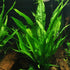 3 1 2-Day X Java Fern | Microsorum Pteropus + Bonus Plant (Tropical Live Aquarium Plants) Arrival
