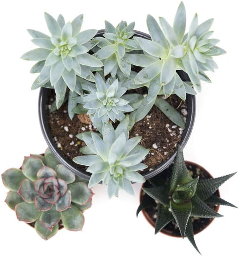Josh's Frogs Desert Plant Kit - Bioactive Terrarium Plants (Extra Small)