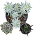 Josh's Frogs Desert Plant Kit - Bioactive Terrarium Plants (Extra Small)