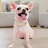 PetsHome Cat Collar, Dog Collar with Bling Rhinestones, Premium PU Leather Adjustable Collars for Medium Dogs (Gold)