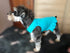 Pet Clothes Small Dog Clothing Blank Color Sport Dress, T-Shirts for Small Female Dogs, 100% Cotton (L, Turquoise)