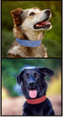 Basic PU Leather Dog Collars, Embossed Print Leather Collars for Large, Medium & Small Dogs (XL, Green)