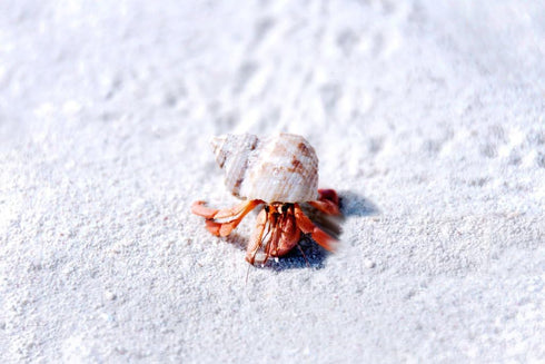 Generic 5 lbs. Hermit Crab Sand Substrate, All Natural Premium White Sand Mixture, for Hermit Crab Tanks