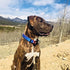 Native Pup American Flag Dog Collar, Red White and Blue, Adjustable for Small, Medium, Large Breed Dogs (Large, Flag I)