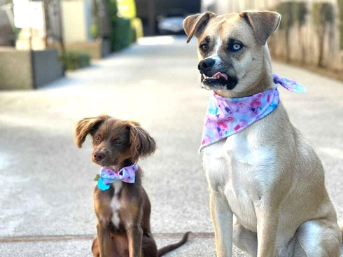 Elegant Little Tail Bandana for Small, Medium, Large Dogs, Adjustable Comfortable Bibs Scarf