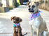 Elegant Little Tail Bandana for Small, Medium, Large Dogs, Adjustable Comfortable Bibs Scarf