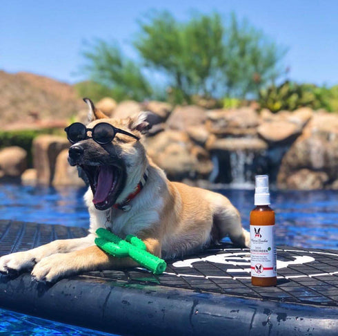 2-Pack (2 4 oz) 18% Warren London Dog Sunscreen Spray UV Shield with Aloe | Quick-Dry, Non-Greasy, Sunblock for Nose