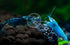 Swimming (10, (5 Creatures Premium Neocaridina Shrimp Freshwater Aquarium Shrimp Premium Mix Colors))