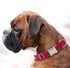 Reflective Dog Collar with Metal Buckle, Adjustable Safety Nylon for Small Medium Large Dogs, ID Tag Ring Included