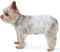 Amazon Basics Super Absorbent Male Dog Diapers, Leak-Proof Disposable Wrap with Wetness