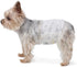 Amazon Basics Super Absorbent Male Dog Diapers, Leak-Proof Disposable Wrap with Wetness