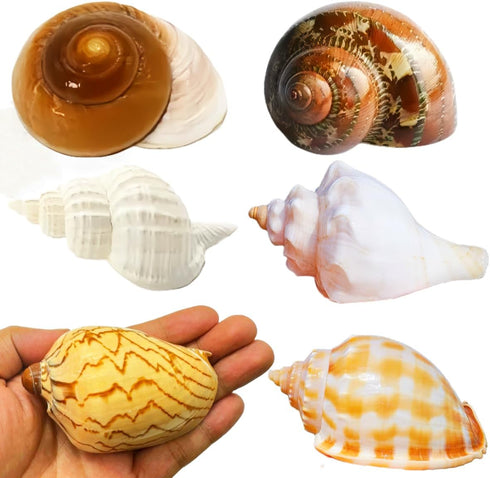 SINGEWOW 6PCS 2.9"-4.0" Natural Sea Conch Hermit Crab Shells,Opening Size 1.6" - 2.6"