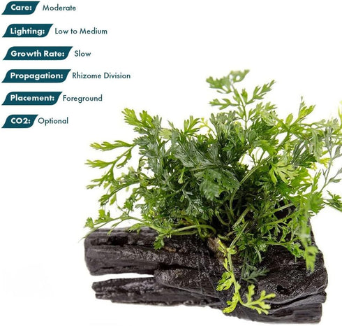 Bolbitis 1 Pack SubstrateSource Live Planted Decor - Mini on Driftwood - Light Green Aquatic Plant with Lush Foliage