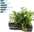 Bolbitis 1 Pack SubstrateSource Live Planted Decor - Mini on Driftwood - Light Green Aquatic Plant with Lush Foliage