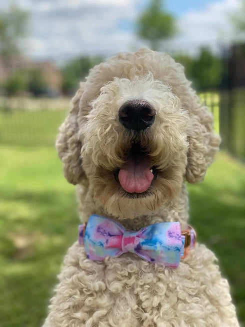 Elegant Little Tail Dog Collar with Bow, Soft & Comfy Adjustable Bowtie Pet Gift for Small Medium Large Dogs