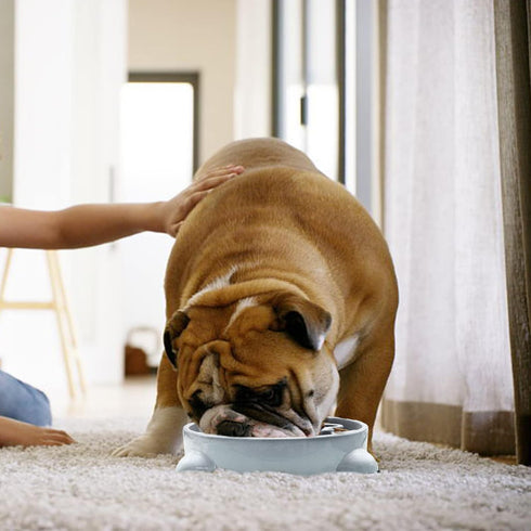 Slow Feeder Dog Bowls Durable Puzzle Feeder, Non Slip Dog Food Dish for Small Medium Dogs, 3 Cups, BPA Free, Grey