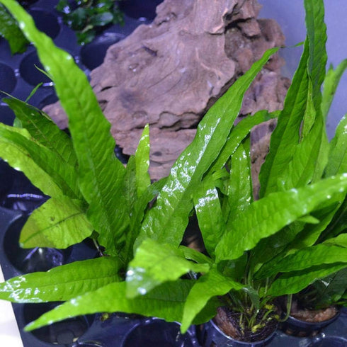 3 (3 Aquatic Plants Bundle | Live Plants for Freshwater Aquariums X Microsorum Java Fern Plants)