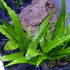 3 (3 Aquatic Plants Bundle | Live Plants for Freshwater Aquariums X Microsorum Java Fern Plants)
